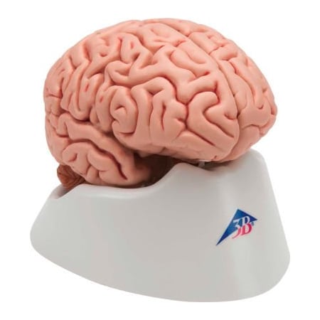 Fabrication Enterprises 3B Anatomical Model - Classic Brain, 5-Part 972612